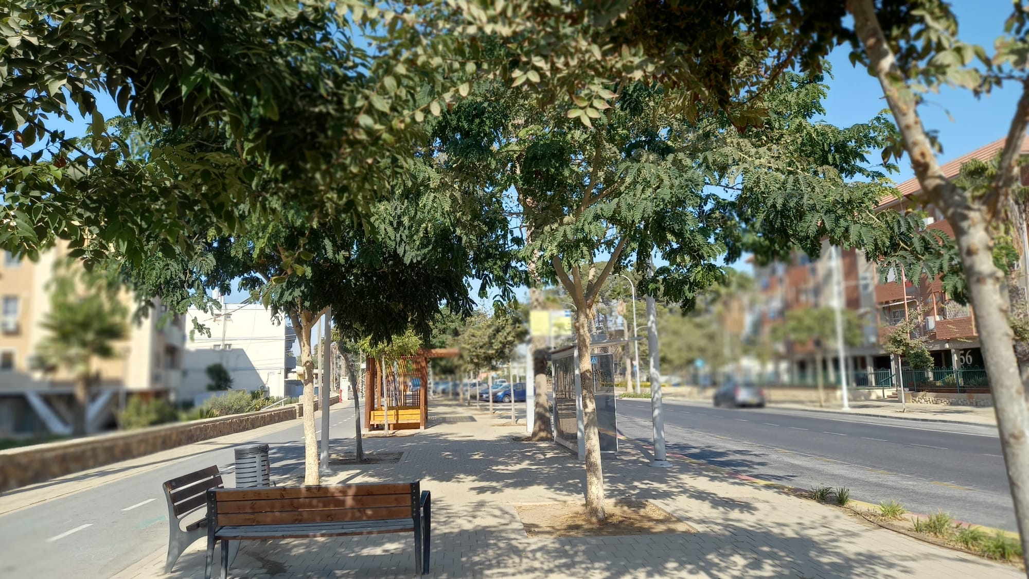צל עצים ברחוב בירוחם (צילום: דוד גולן)
