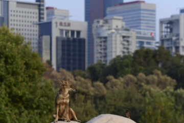 תן ומיינה משקיפים על הסביבה בפארק הירקון, על רקע העיר רמת-גן (צילום: תומר נויברג, פלאש 90)