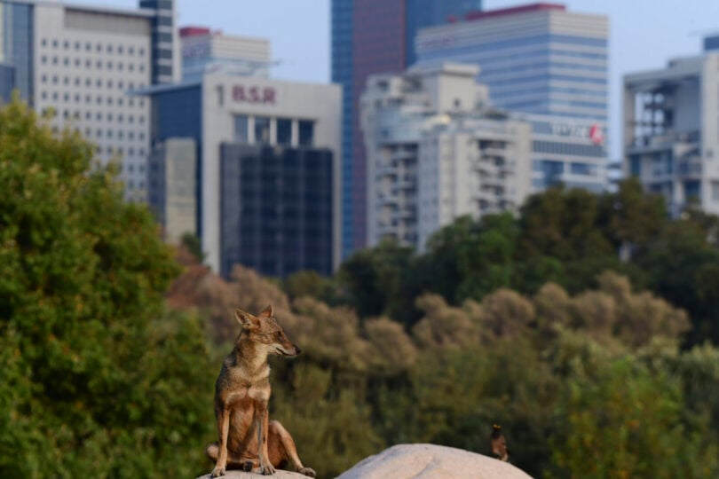 תן ומיינה משקיפים על הסביבה בפארק הירקון, על רקע העיר רמת-גן (צילום: תומר נויברג, פלאש 90)