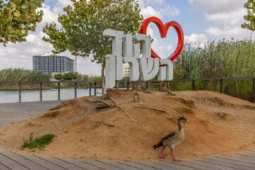 מבט על האגם האקולוגי בהוד-השרון, קיץ 2023 (צילום: יוסי אלוני, פלאש 90)