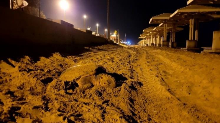 נקבת צב ים מטילה תחת תאורת טיילת בחיפה, 2024 (צילום: יניב לוי)